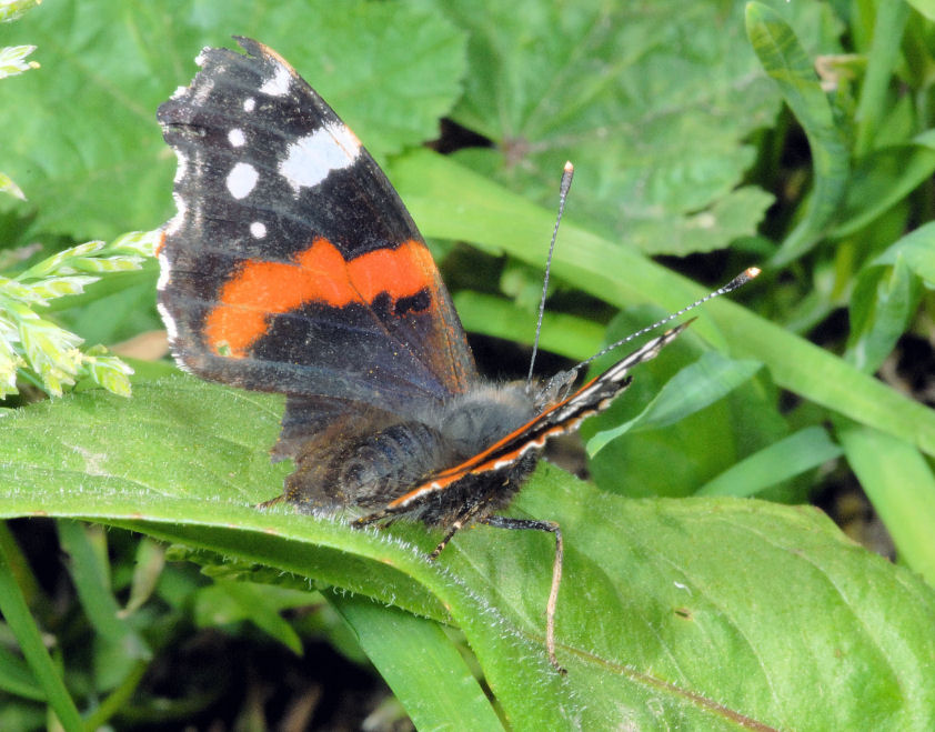 Vanessa atalanta?